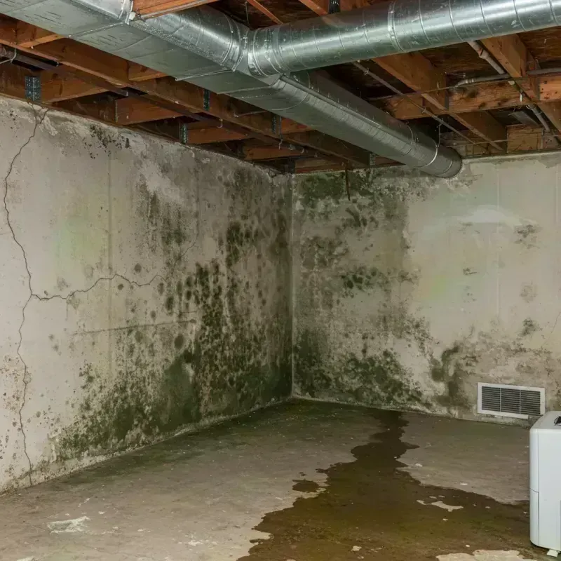 Professional Mold Removal in Arrochar, NY